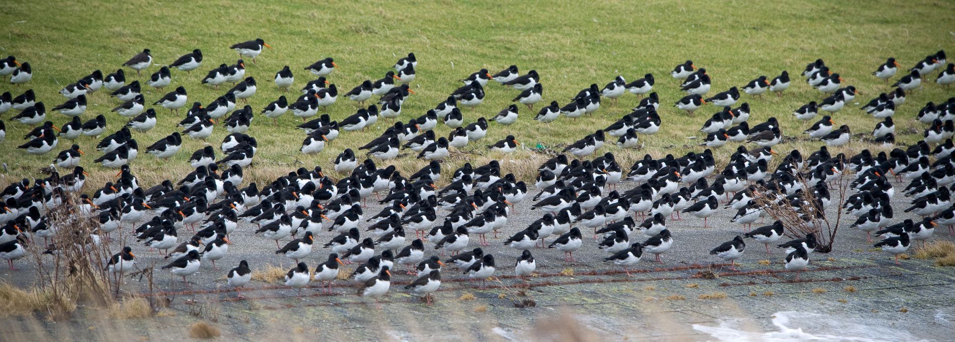 Accommodations with bird names Nes - VVV Ameland