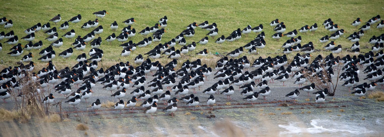 Accommodations with bird names Nes - VVV Ameland