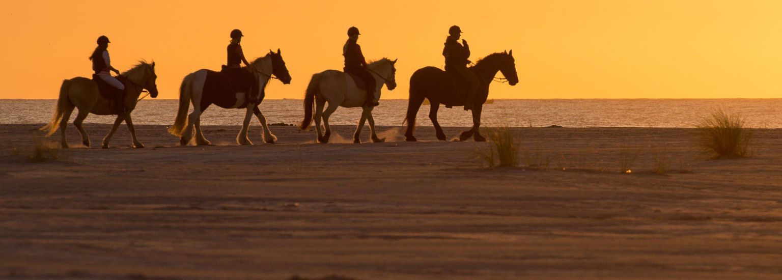 Horseback riding and covered wagon rides on Ameland - Tourist information 