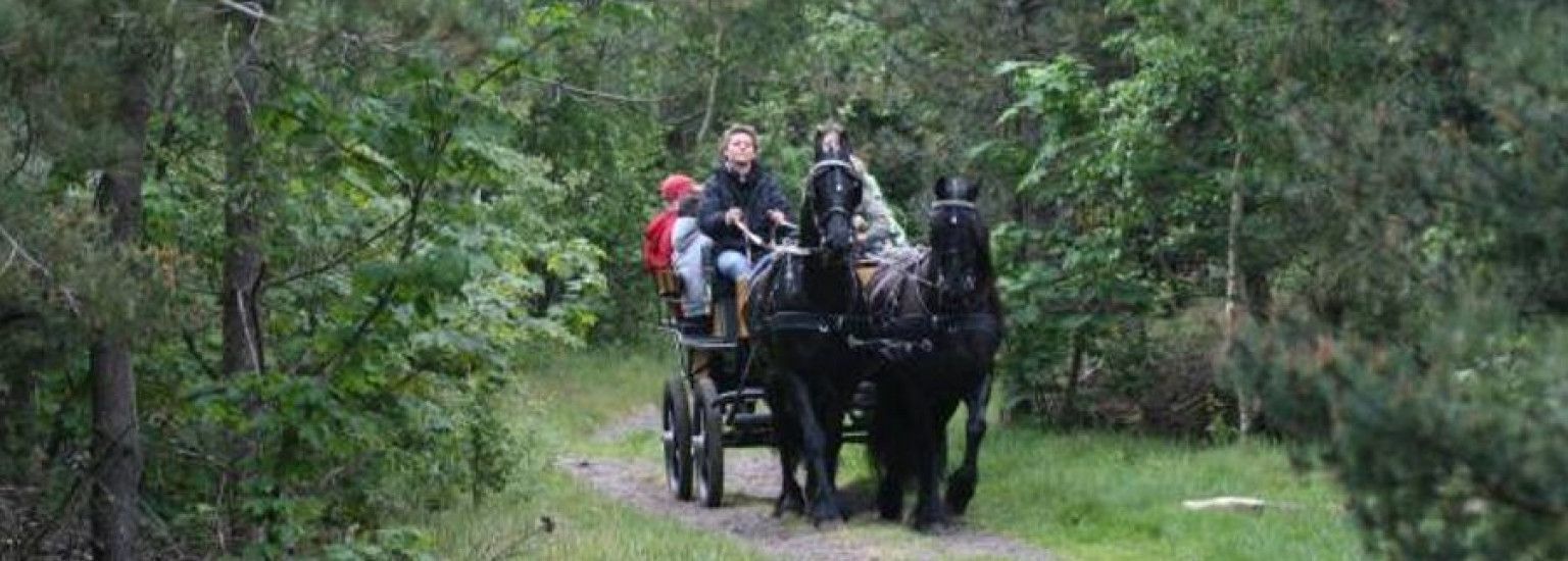 Stable van Buren - rental groups rides - Tourist Information 