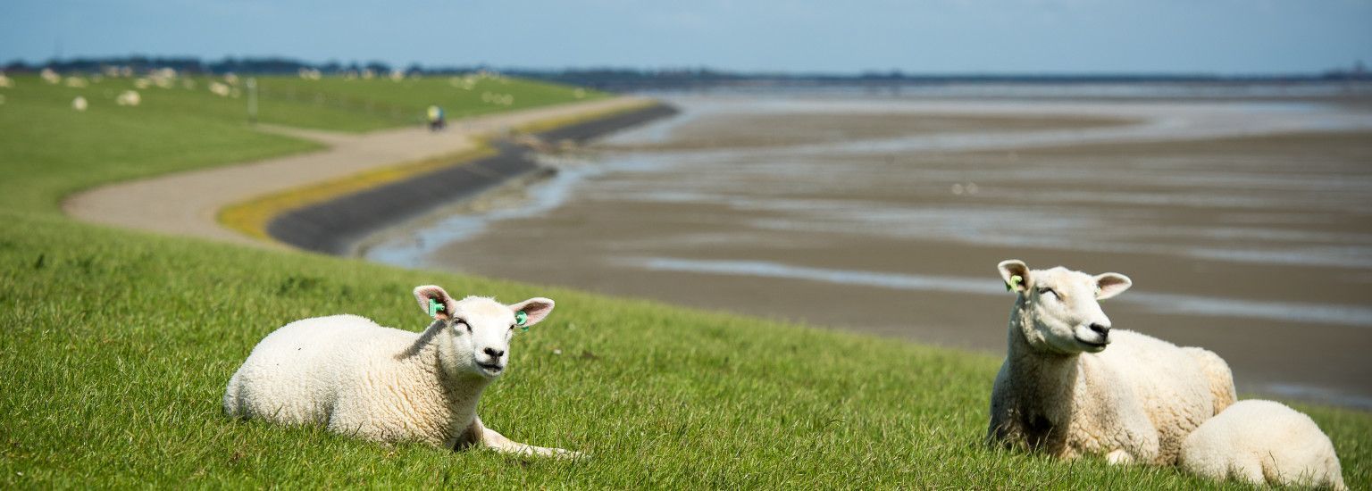 Taxi transport - Tourist Information “VVV” Ameland