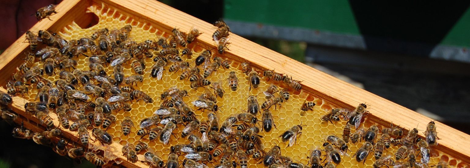 Ameland honey - Amelands Produkt - Tourist Information 