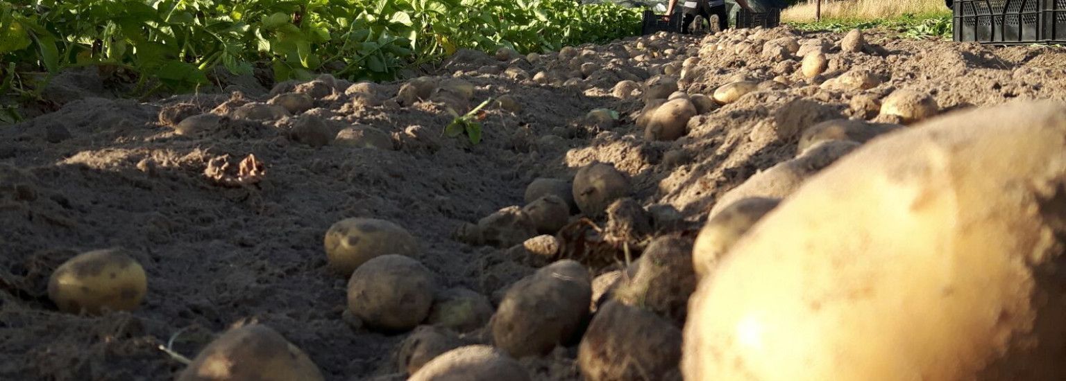 Ameland potatoes - Amelands Produkt - Tourist Information 