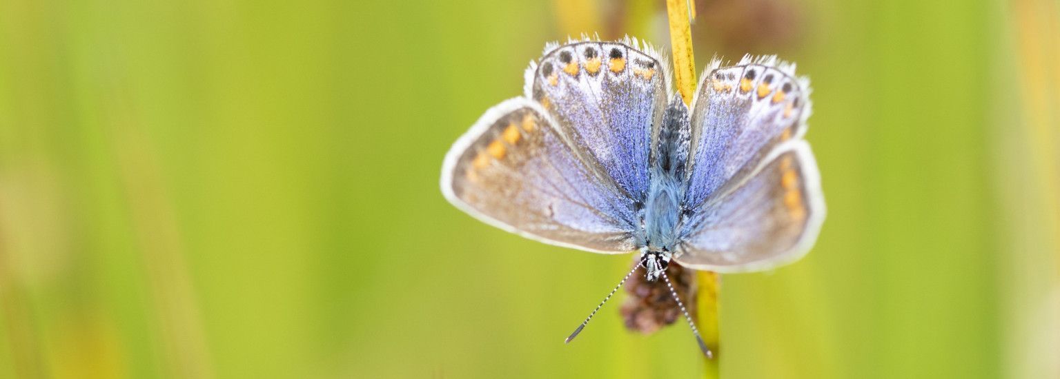 Flora and fauna on Ameland