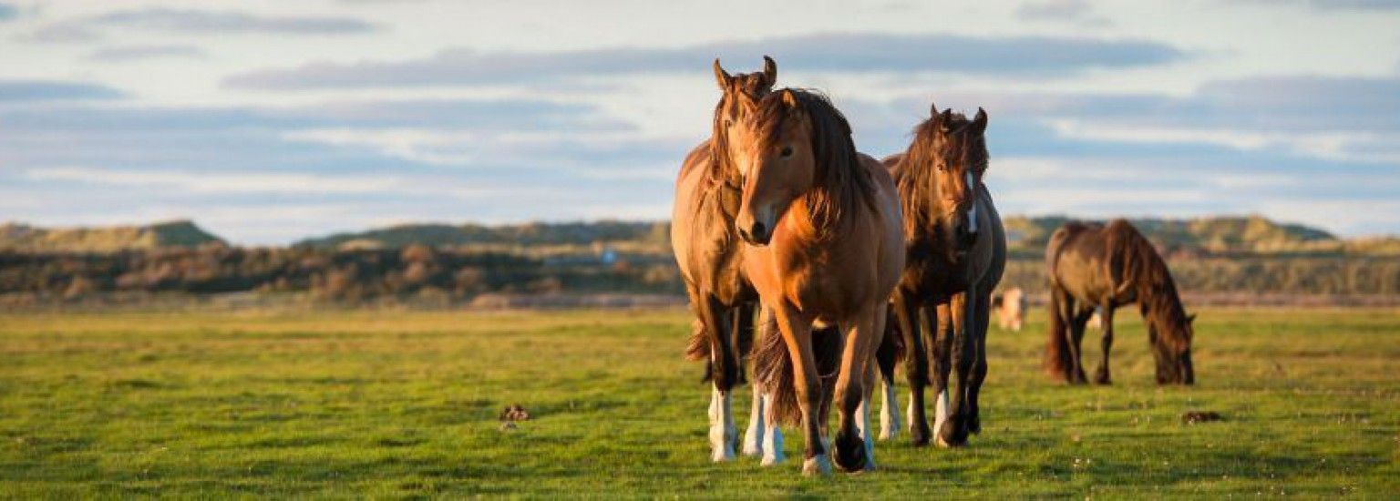 Nature Ameland