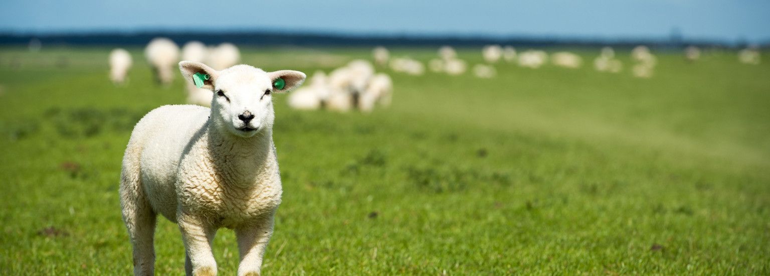 Veterinarian H. Schols - VVV Ameland