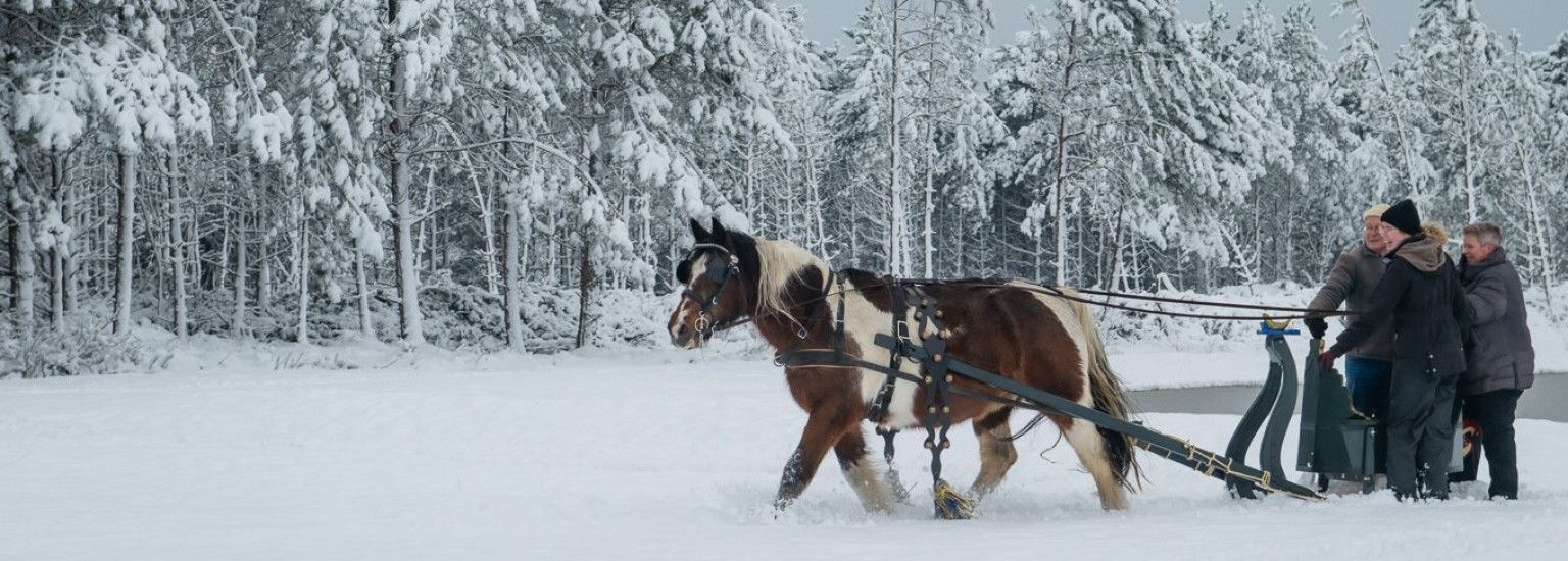 Carriage rides on Ameland - VVV Ameland