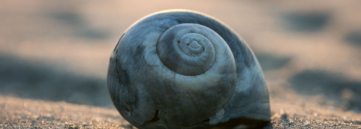 Meeuw Jonathan - VVV Ameland