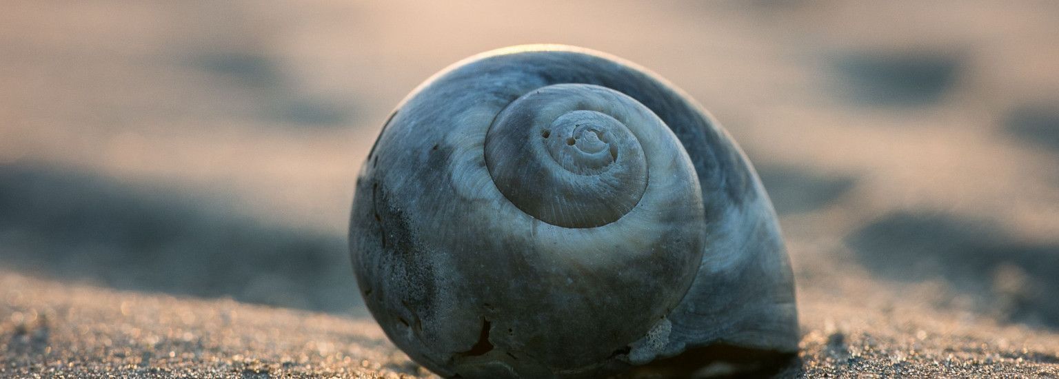 Vrederoos - VVV Ameland