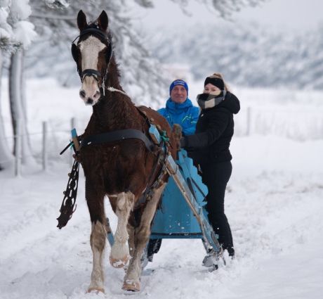 Carriage rides on Ameland - VVV Ameland