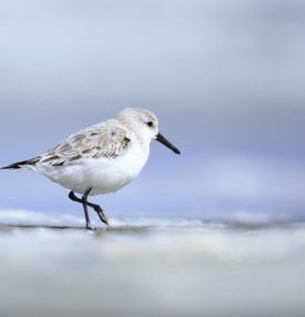 Strandpaviljoen Sjoerd - VVV Ameland