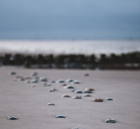 Beachcombing on Ameland - VVV Ameland