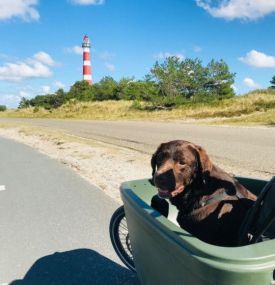 Ameland with your dog - Tourist Information “VVV” Ameland