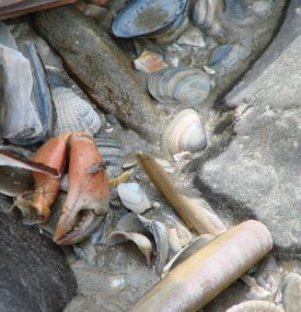 Beachcombing on Ameland - VVV Ameland