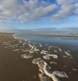 Beachcombing on Ameland - VVV Ameland