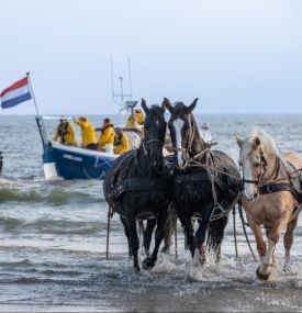 Christmas Holidays on Ameland - VVV Ameland