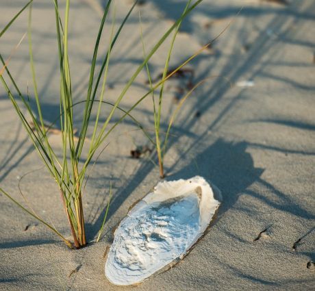 Presence of lifeguards - VVV Ameland