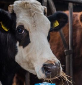 Bioboerderij Ameland - VVV Ameland