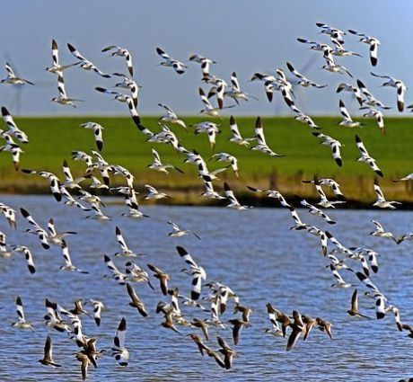 Voorkomende soorten - VVV Ameland