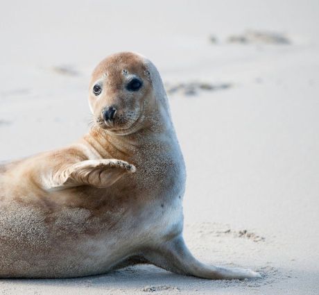 Stranddieren - VVV Ameland