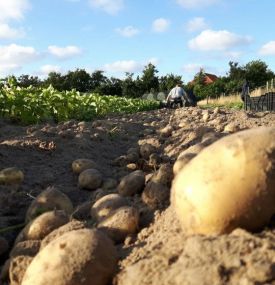 Amelands Produkt - VVV Ameland