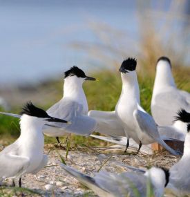 Feugelpôlle - VVV Ameland