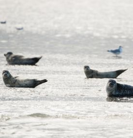 Christmas Holidays on Ameland - VVV Ameland