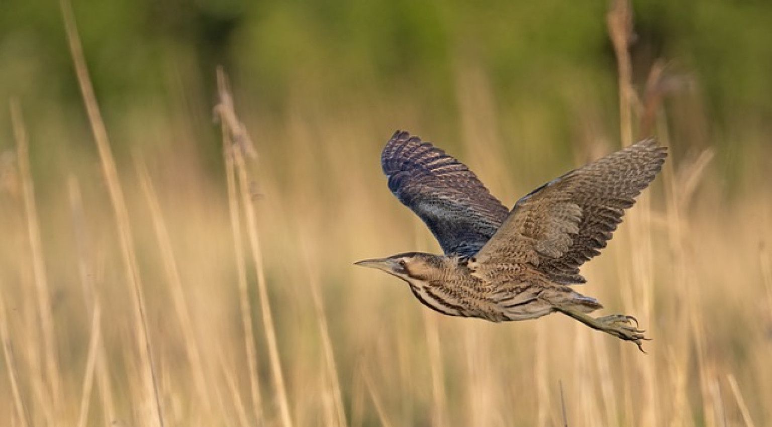 Natuur beleven doe je buiten! - VVV Ameland