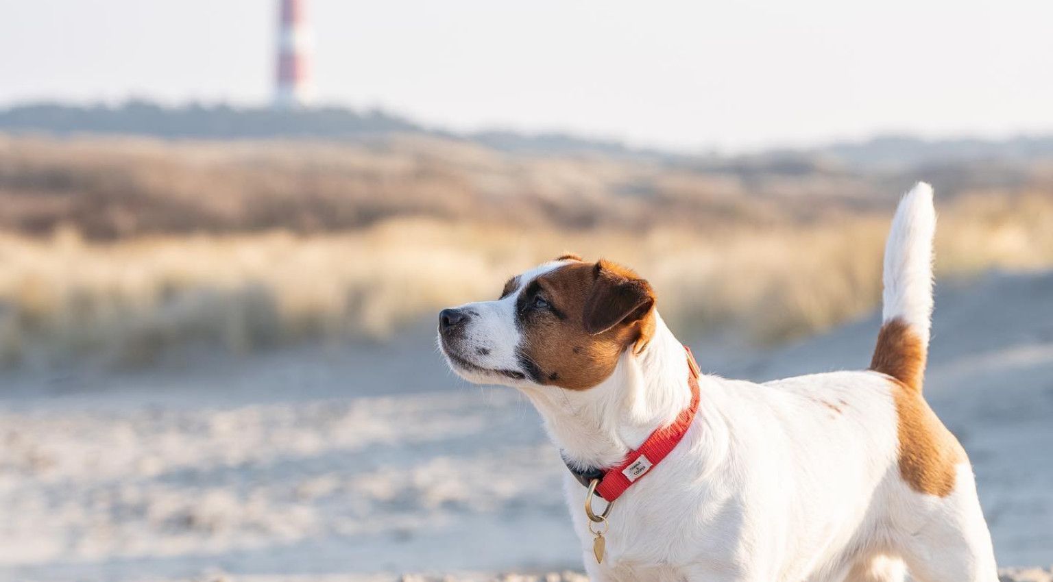 Transport on Ameland - with dog - Touritst Information 