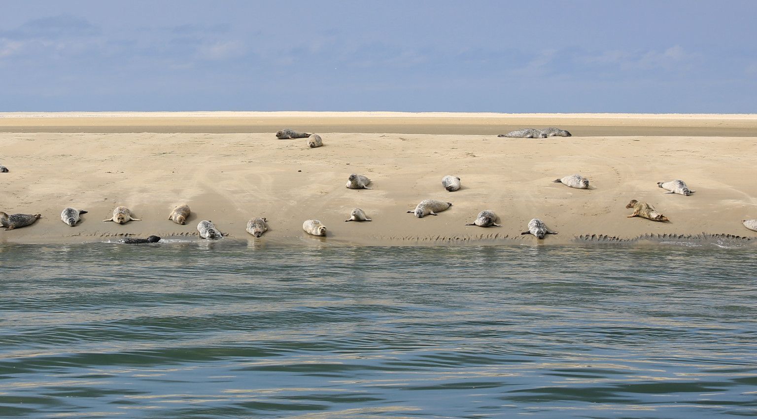 Mudflat hopping - Tourist Information 