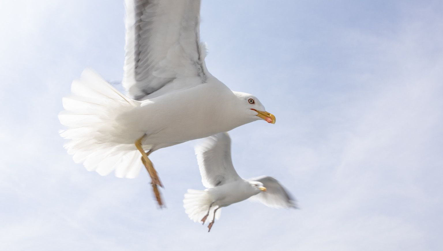 Accommodaties met vogelnamen - VVV Ameland