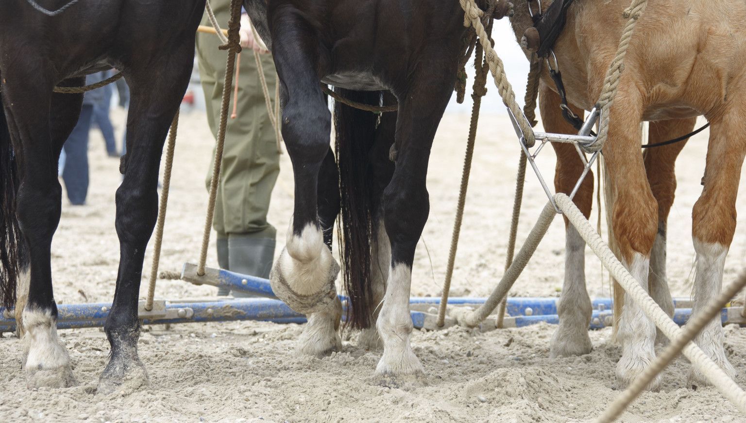 Demonstratie Paardenreddingboot - VVV Ameland