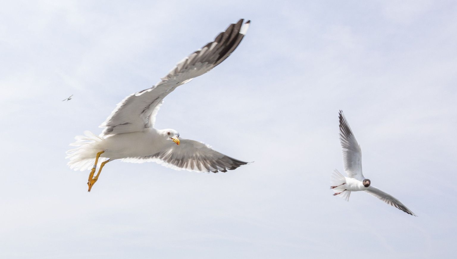 Oerd and Hôn - VVV Ameland