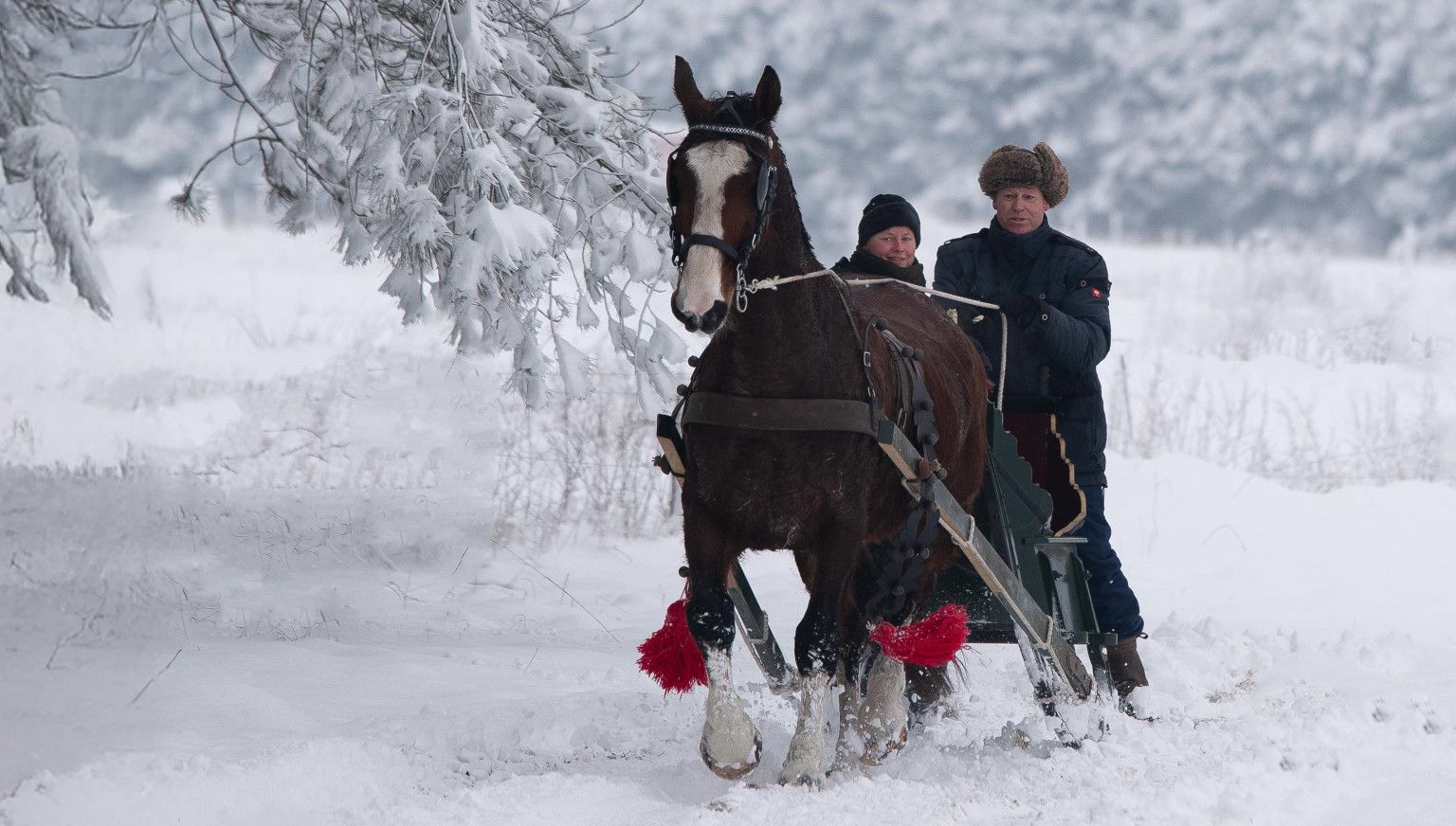 Carriage rides on Ameland - VVV Ameland