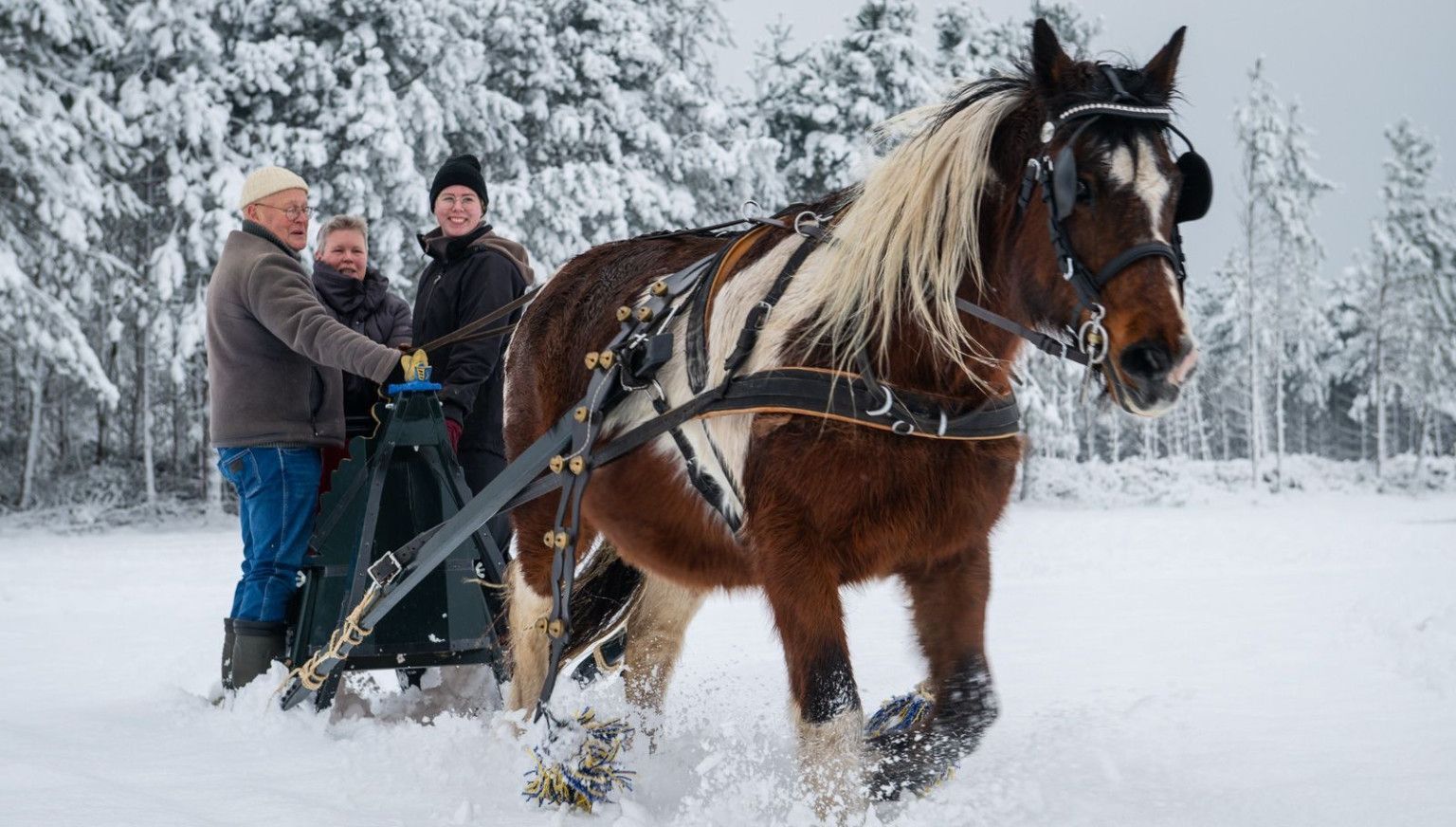 Carriage rides on Ameland - VVV Ameland