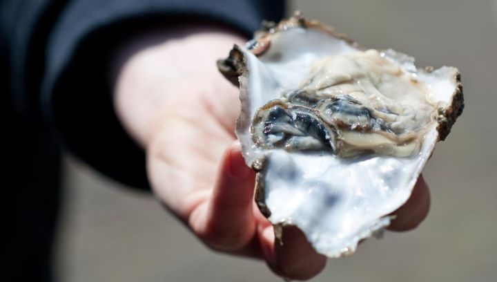 Ameland clams, mullet fillet and sea bass - Amelans Produkt - Tourist Information 