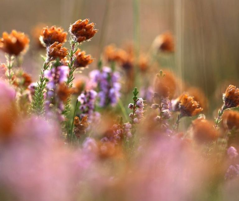 Nature - VVV Ameland