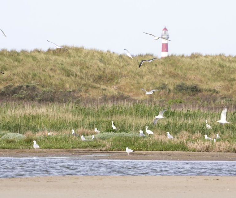 Origins of  Ameland - Tourist Information 