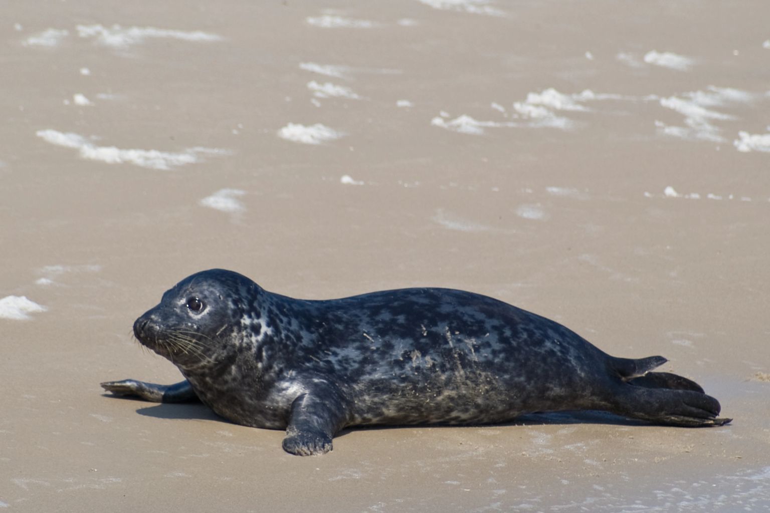 Boat trip to the seals with the Ms Zeehond