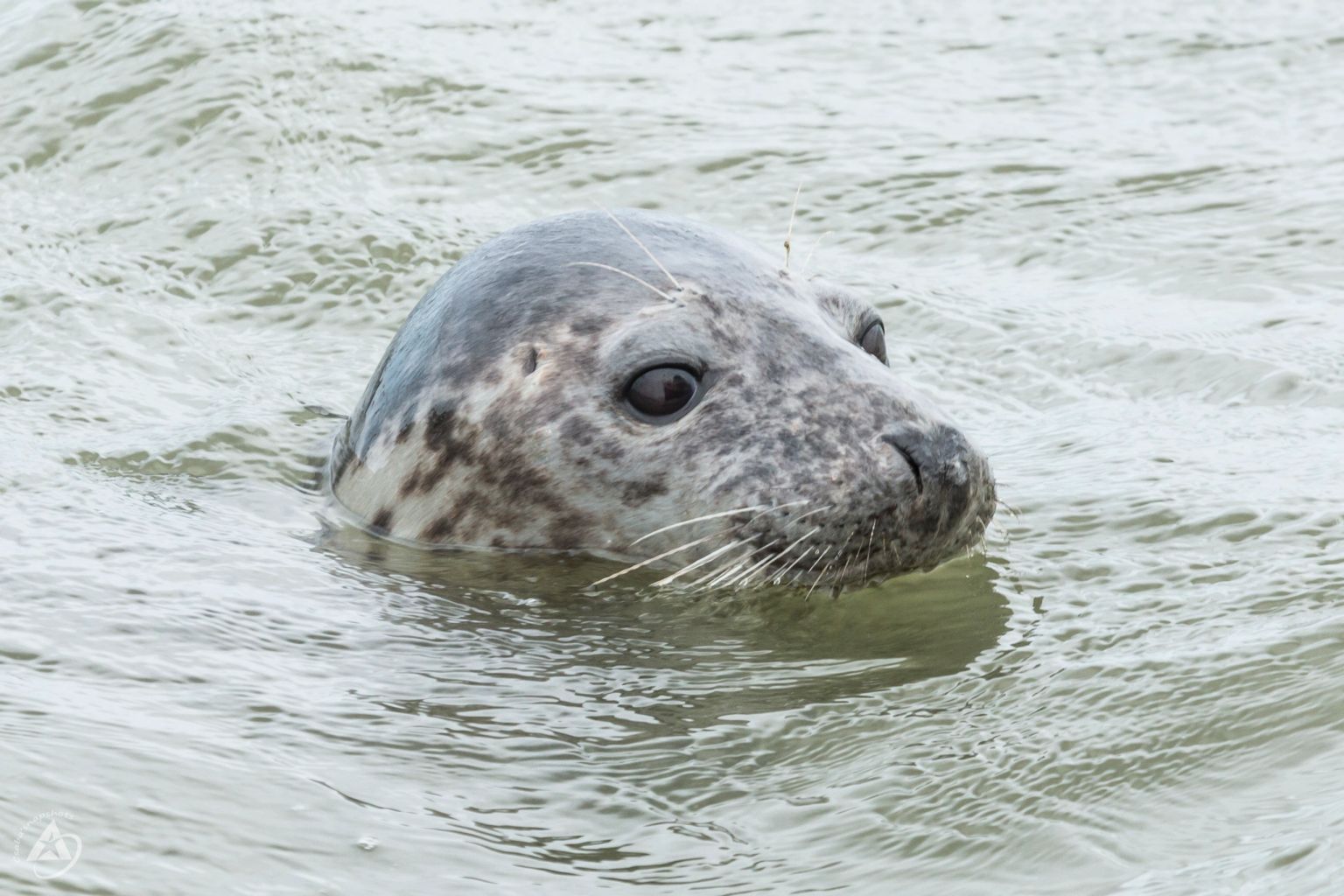 Boat trip to the seals with the Ms Zeehond