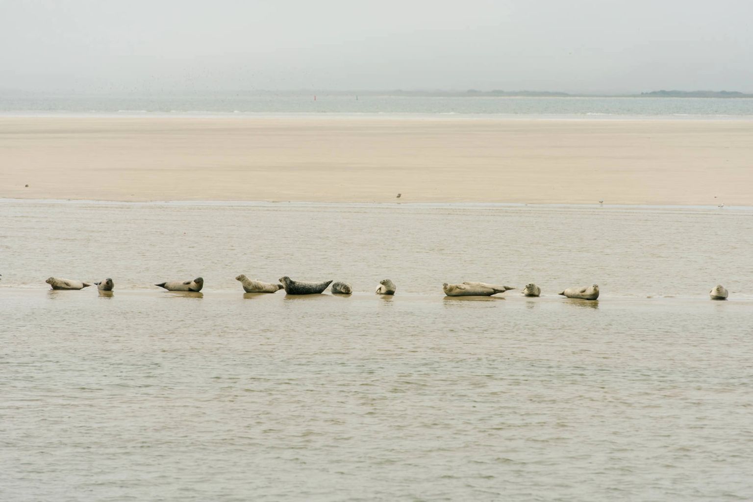 Expedition Wadden Sea + shell bank