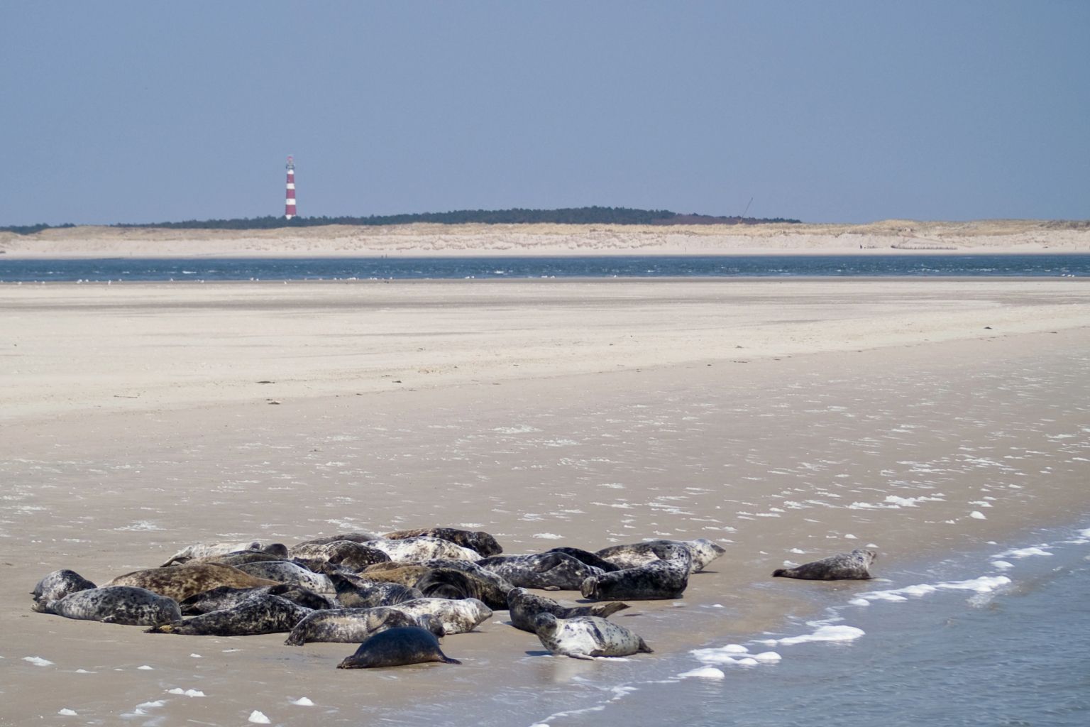 Boat trip to the seals with the Ms Zeehond