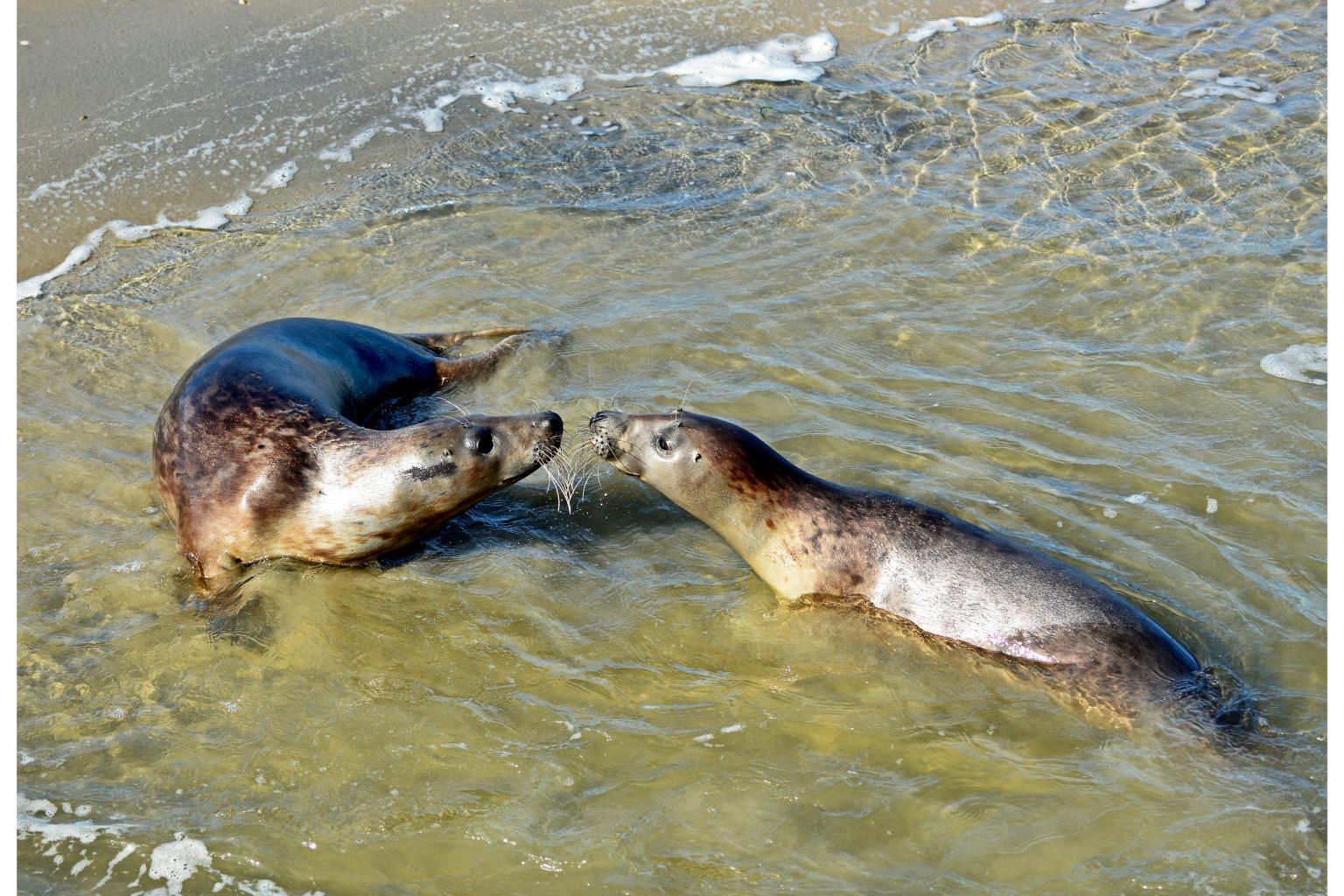 Boat trip to the seals with the Ms Zeehond