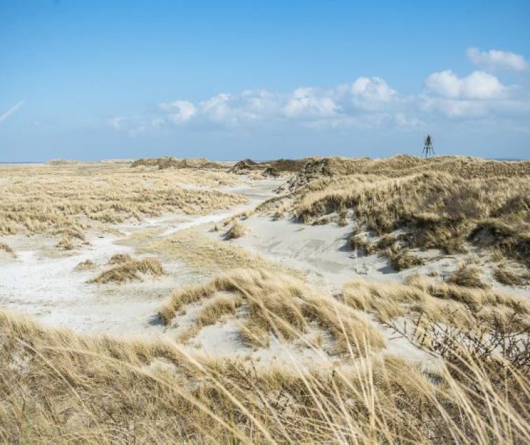 Nature - VVV Ameland