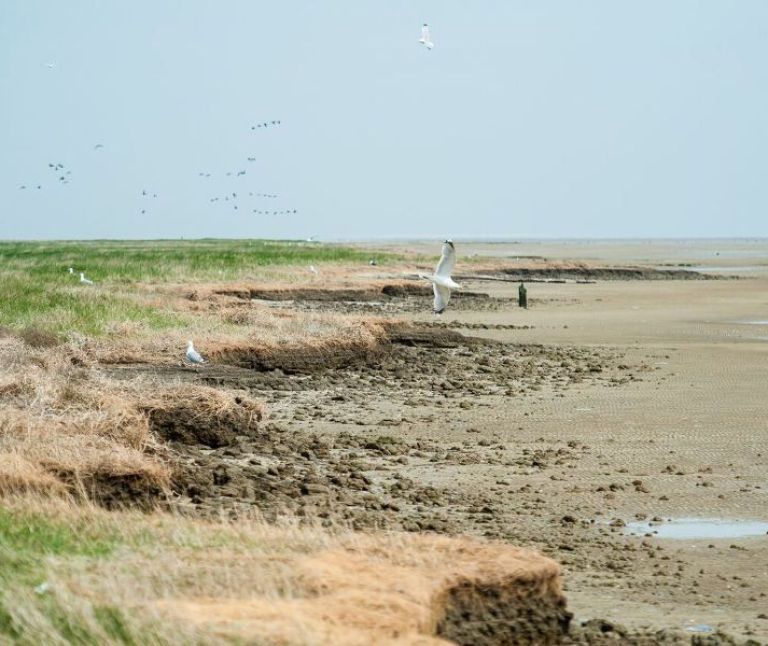 Oerd and Hôn on Ameland