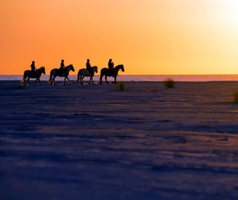 Horse island Ameland - Tourist Information “VVV”Ameland