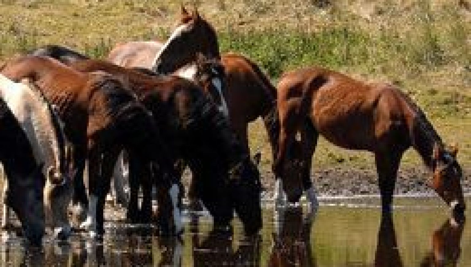 Horse island Ameland - Tourist Information “VVV”Ameland