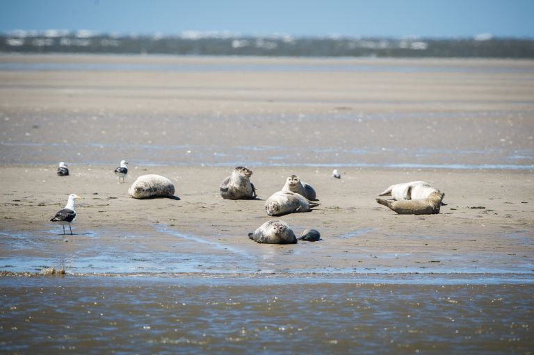 Programme of activities and events on Ameland - Tourist Information 