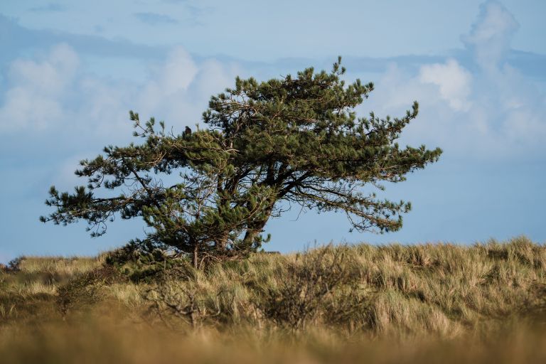 Hiking package on Ameland - Tourist Information 