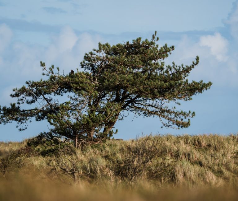 Hiking on Ameland - Tourist Information 